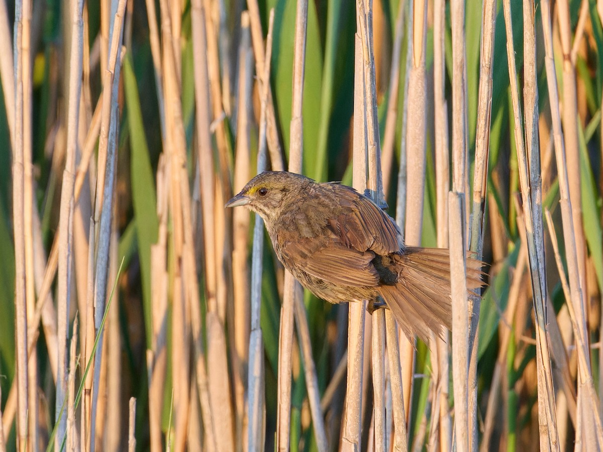 Seaside Sparrow (Atlantic) - ML620325712