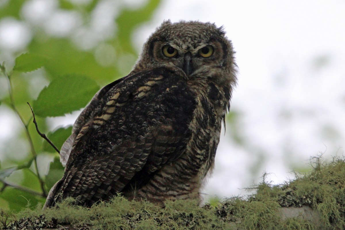Great Horned Owl - ML620325723