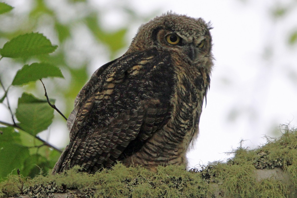 Great Horned Owl - ML620325724