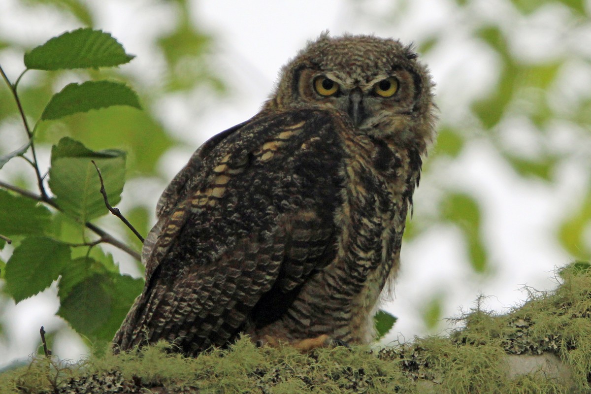 Great Horned Owl - ML620325725