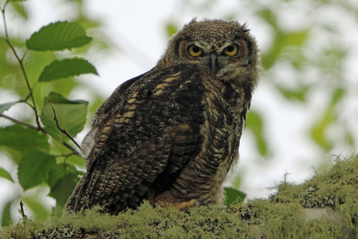Great Horned Owl - ML620325727