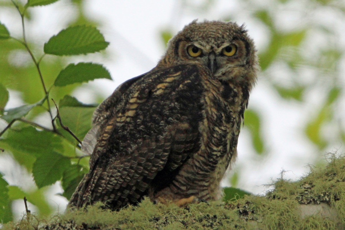 Great Horned Owl - ML620325728