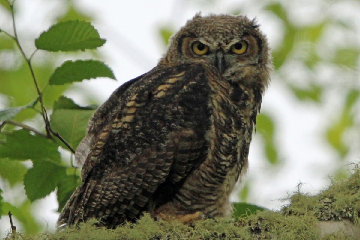 Great Horned Owl - ML620325729