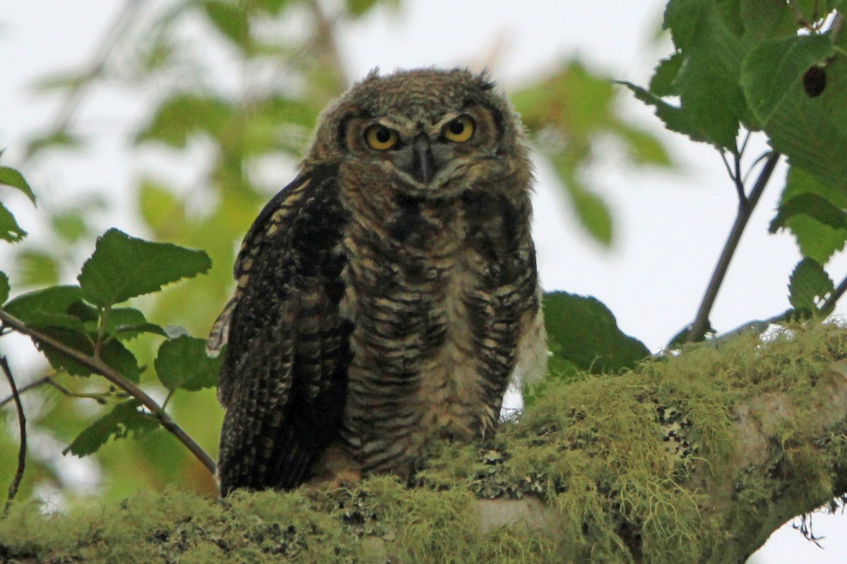 Great Horned Owl - ML620325730