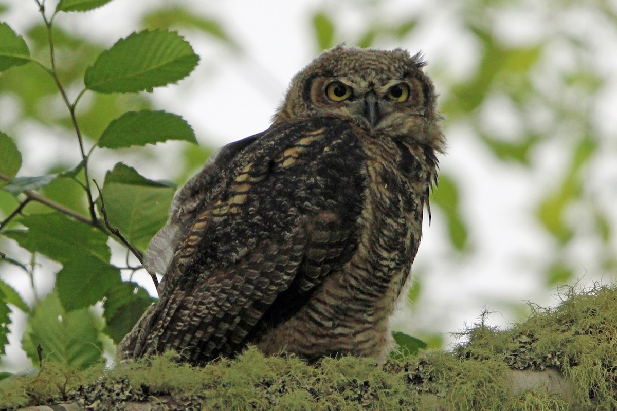 Great Horned Owl - ML620325731