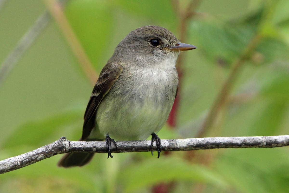 Willow Flycatcher - ML620325748