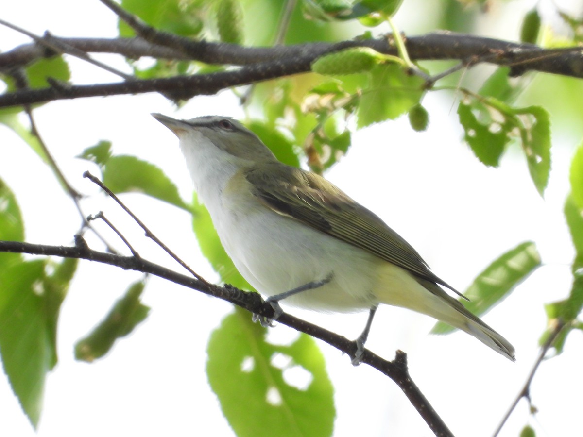 rødøyevireo - ML620325769