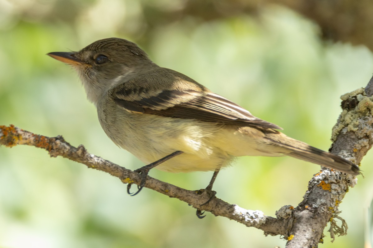 Willow Flycatcher - ML620325773