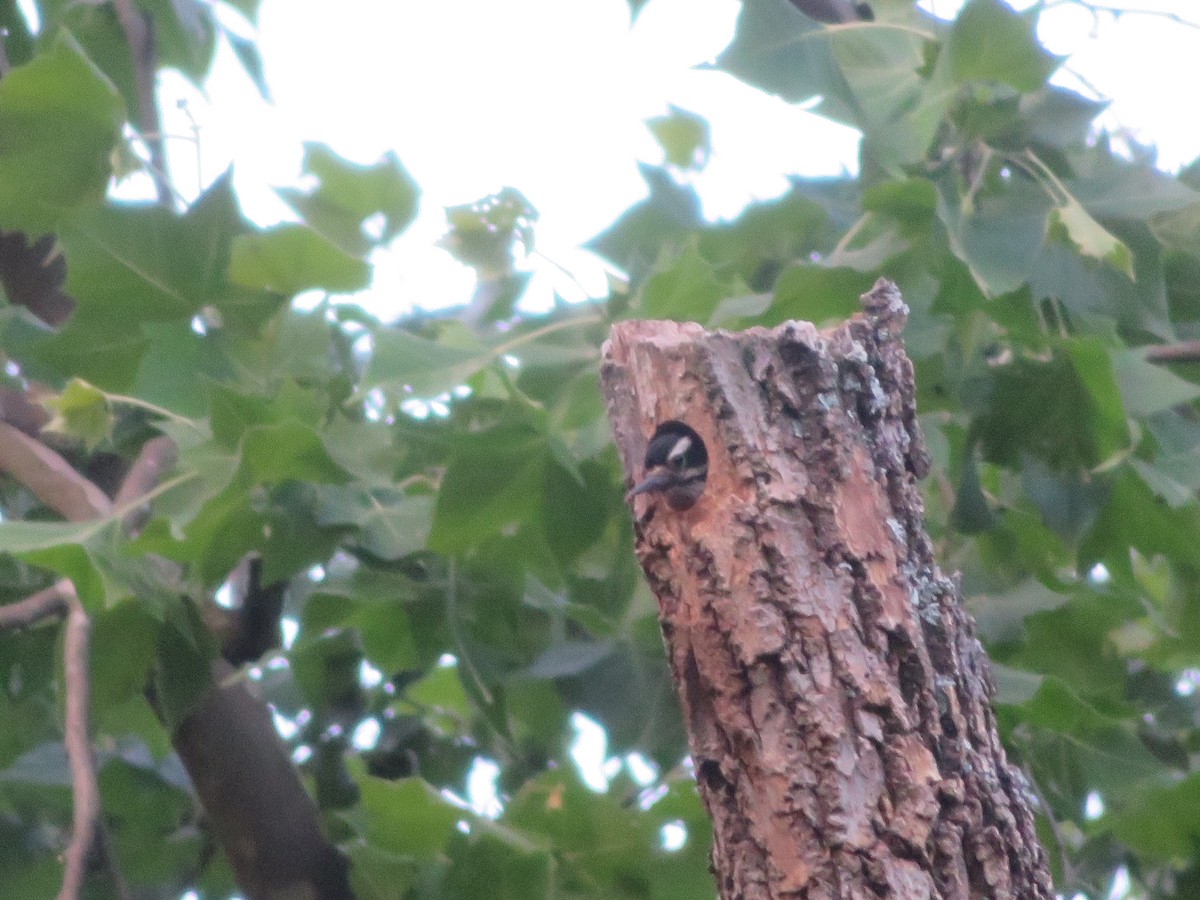 Hairy Woodpecker - ML620325785