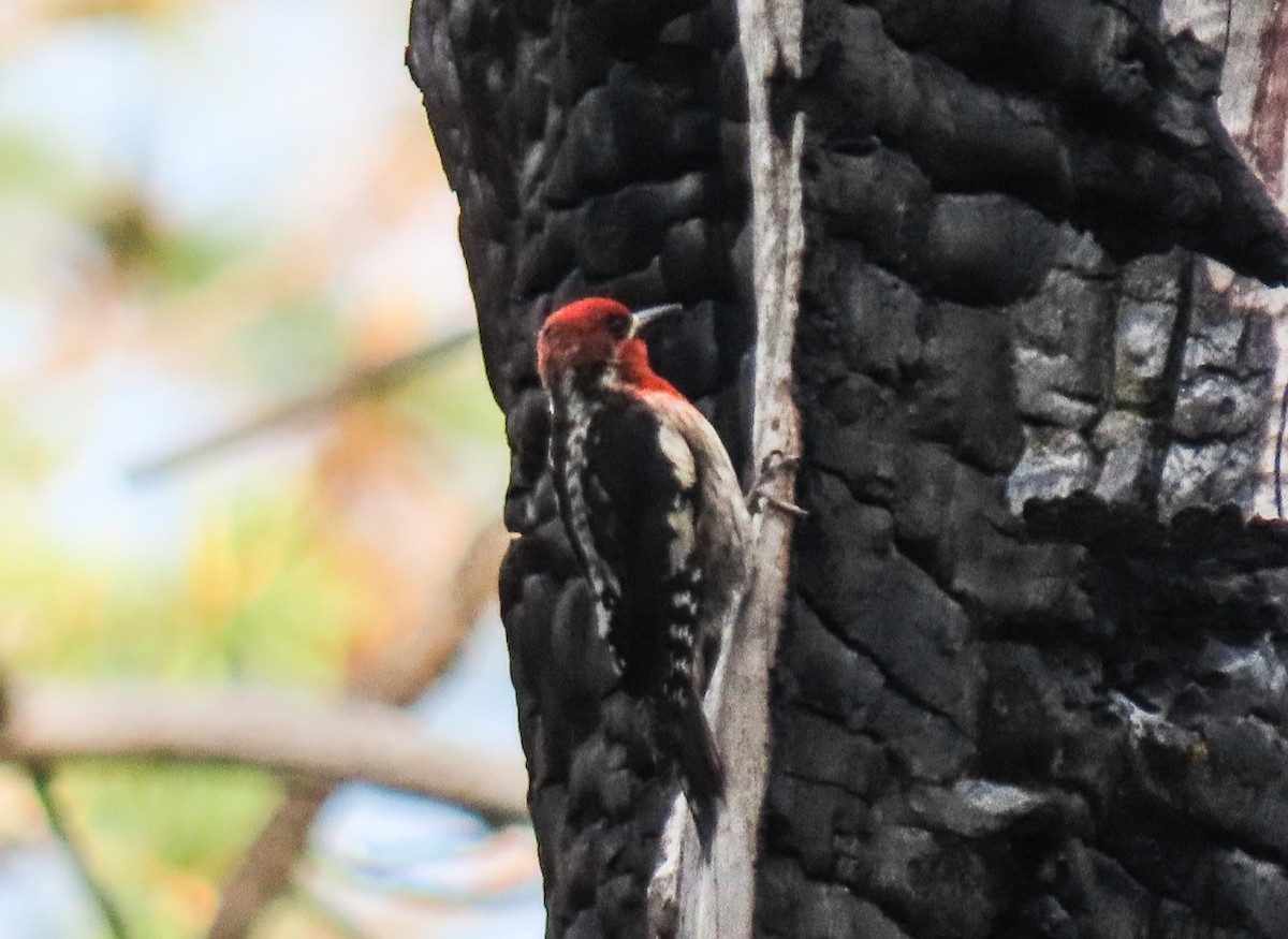 Red-breasted Sapsucker - ML620325786