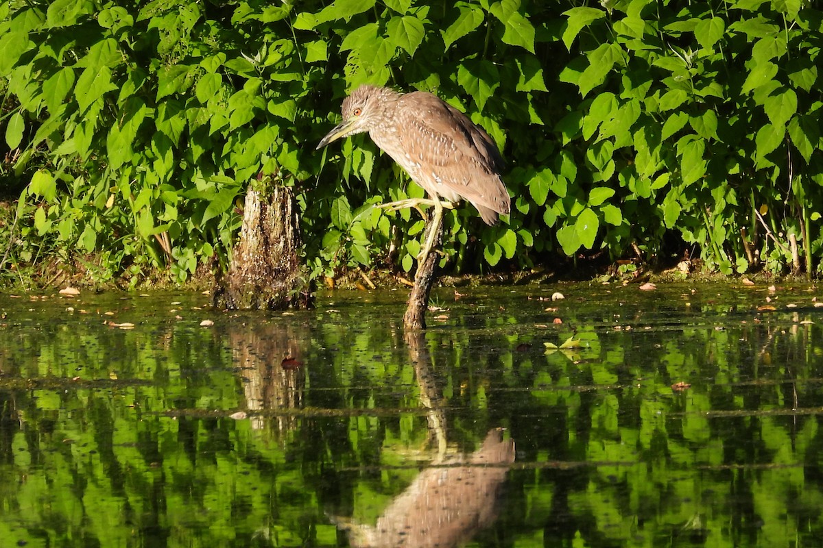 Black-crowned Night Heron - ML620325790