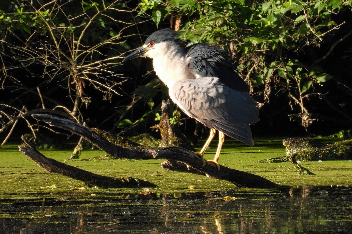 Black-crowned Night Heron - ML620325792