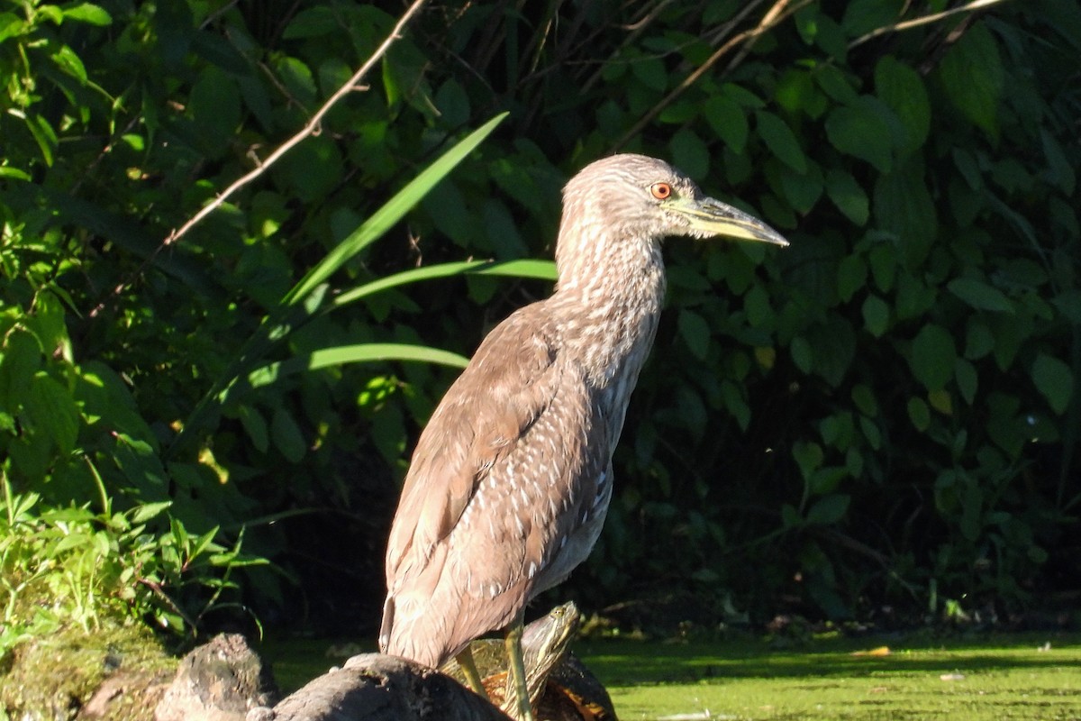 Black-crowned Night Heron - ML620325793