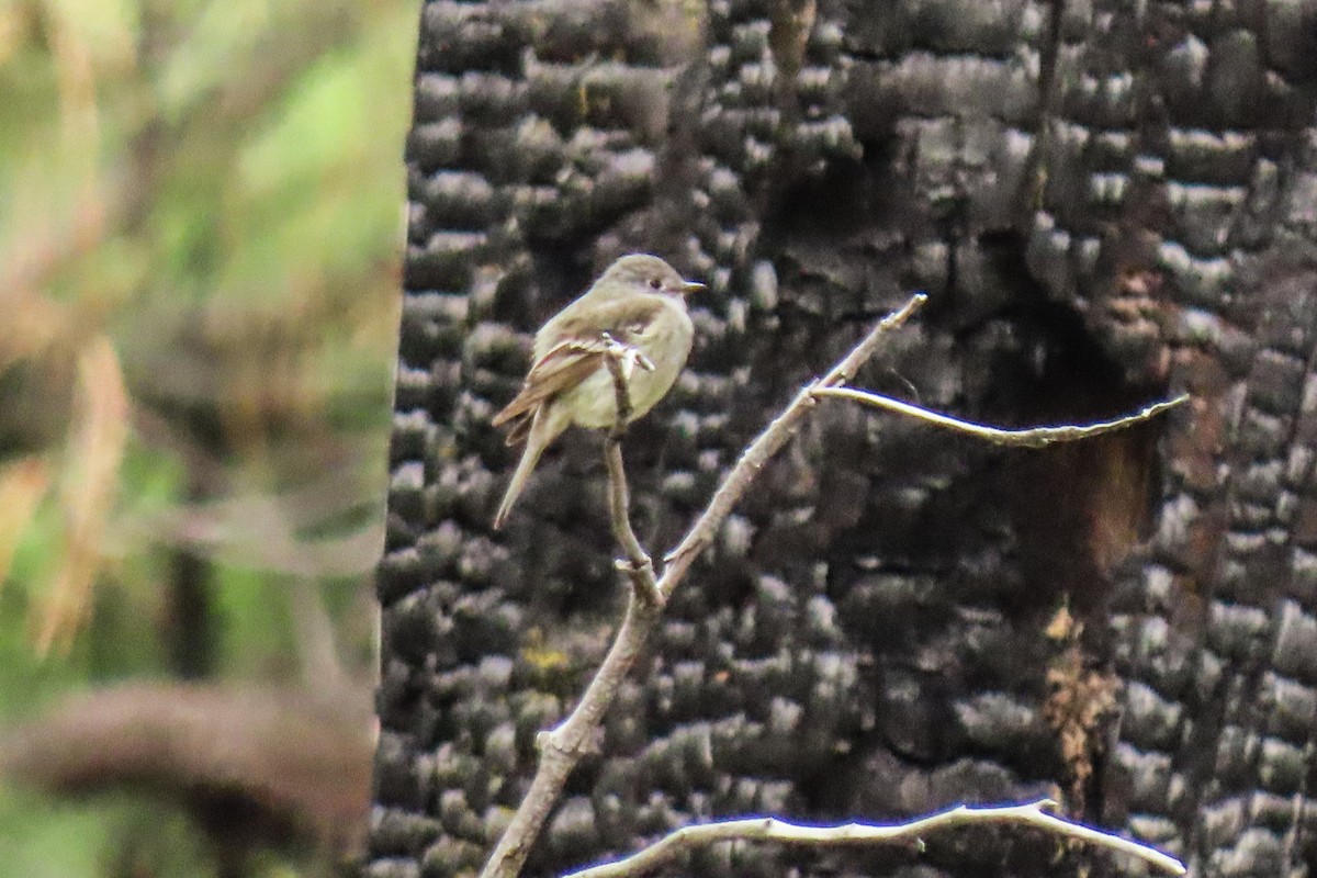 Hammond's Flycatcher - ML620325794