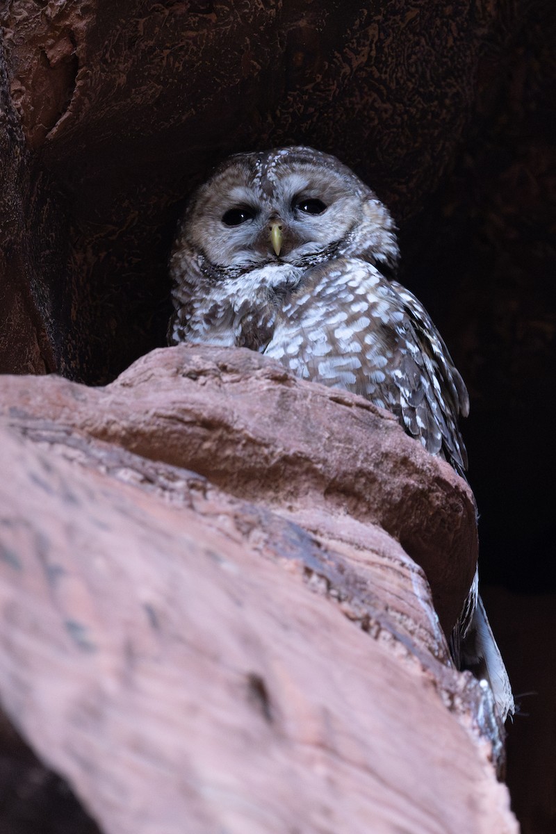 Spotted Owl - ML620325799