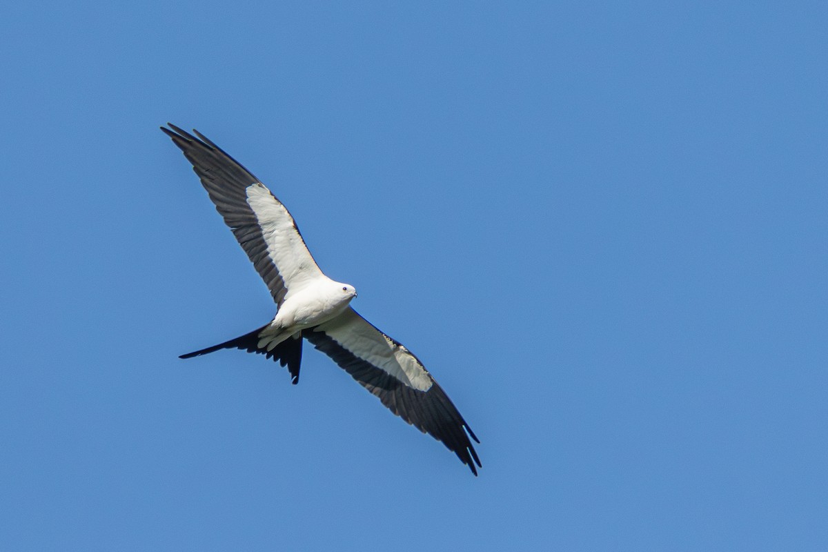 Swallow-tailed Kite - ML620325804