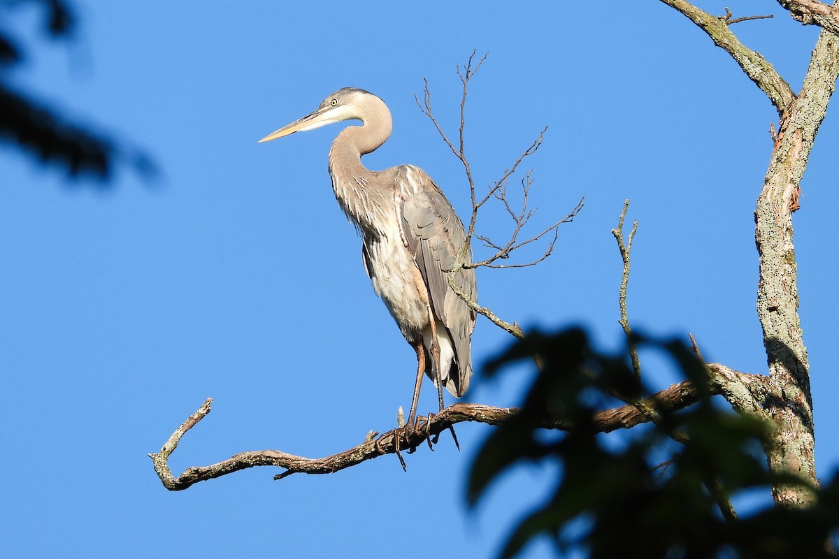 Great Blue Heron - ML620325805