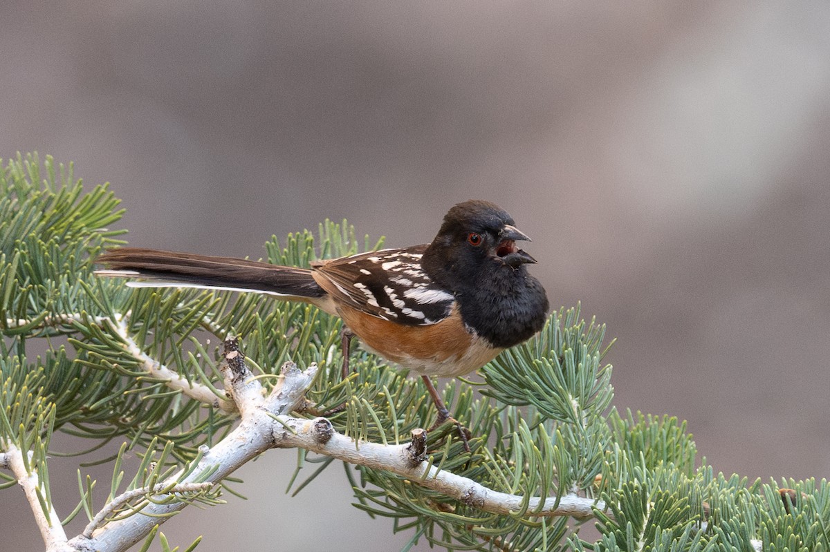 Spotted Towhee - ML620325820