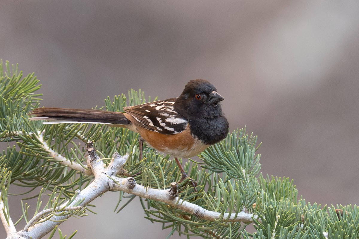 Spotted Towhee - ML620325821