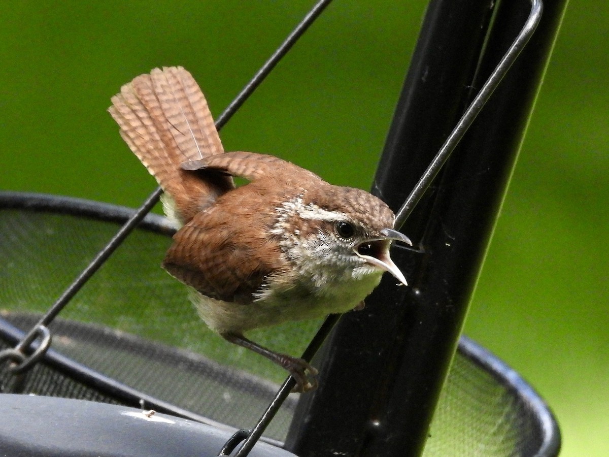 Carolina Wren - ML620325830