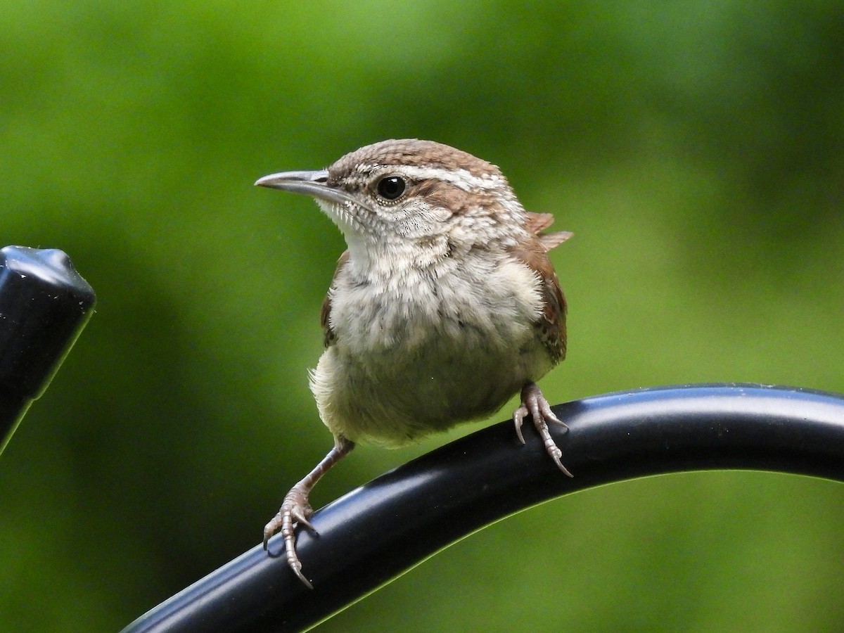 Carolina Wren - ML620325831