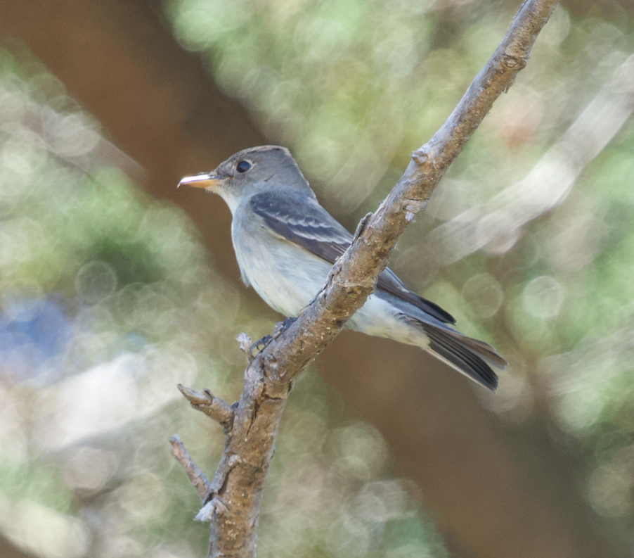 Eastern Wood-Pewee - ML620325834