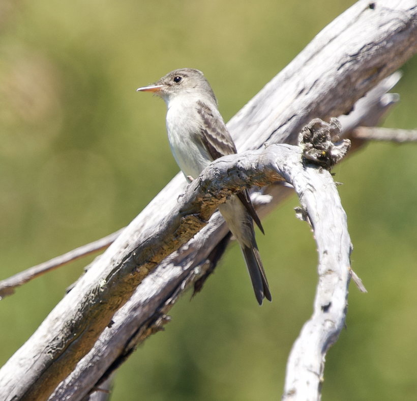 Eastern Wood-Pewee - ML620325838