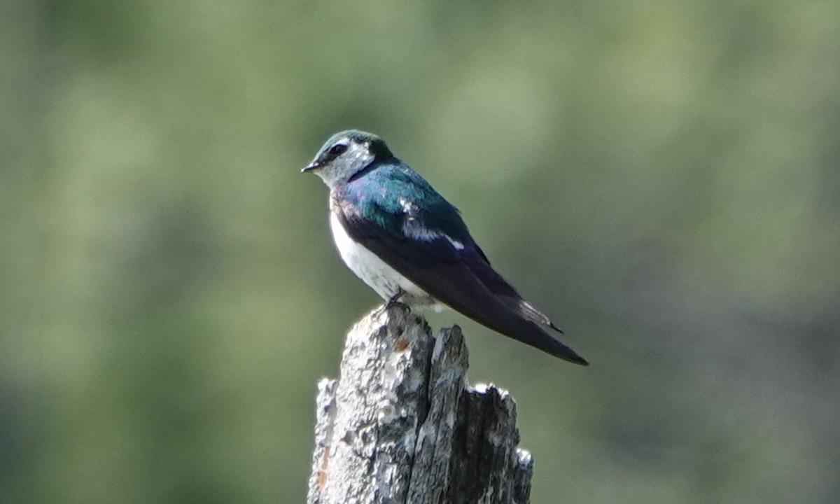 Violet-green Swallow - ML620325843