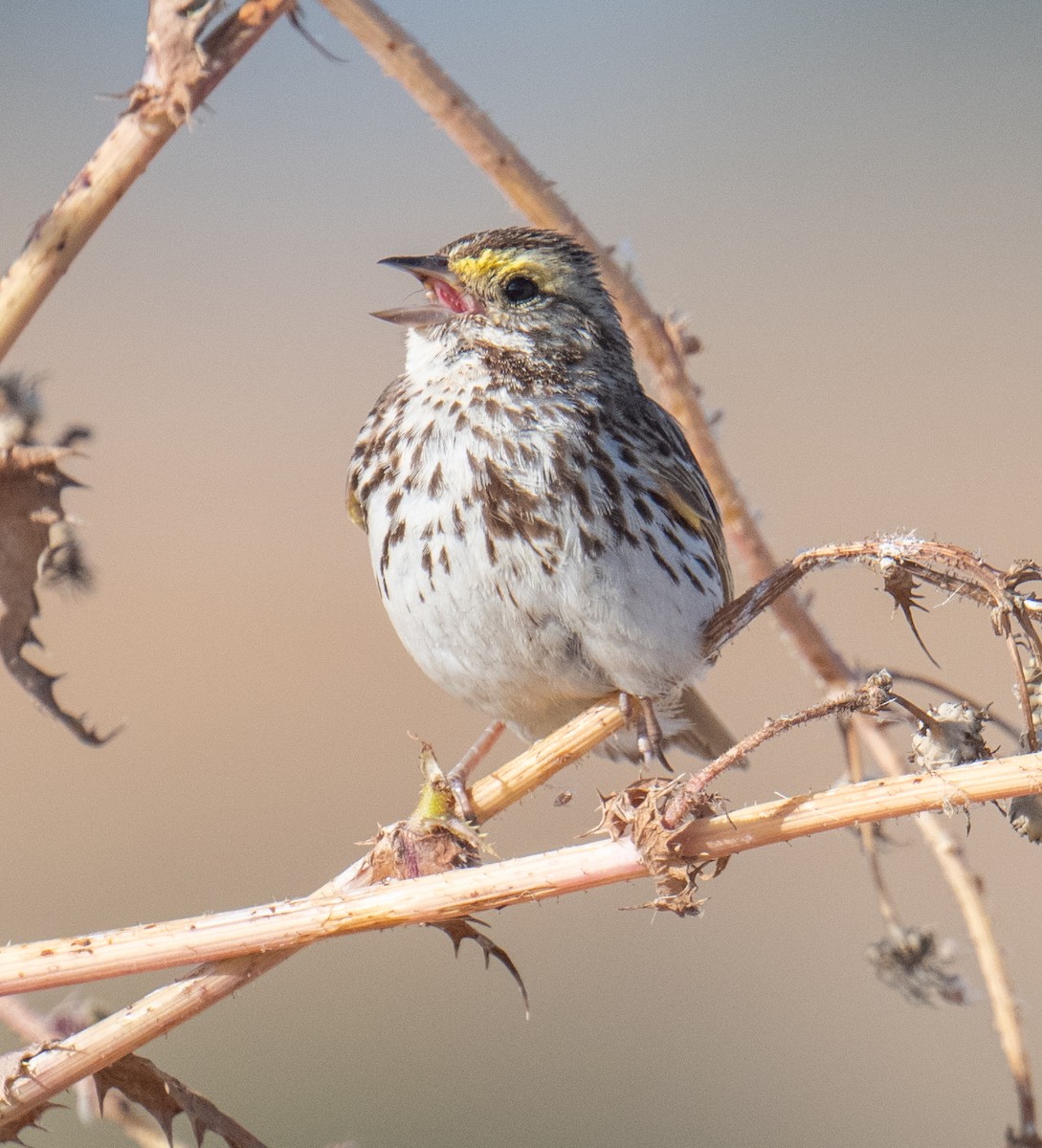 Savannah Sparrow - ML620325854