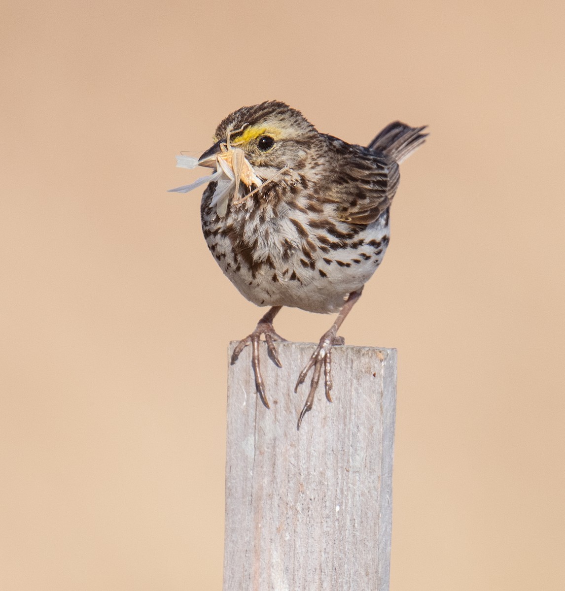 Savannah Sparrow - ML620325855