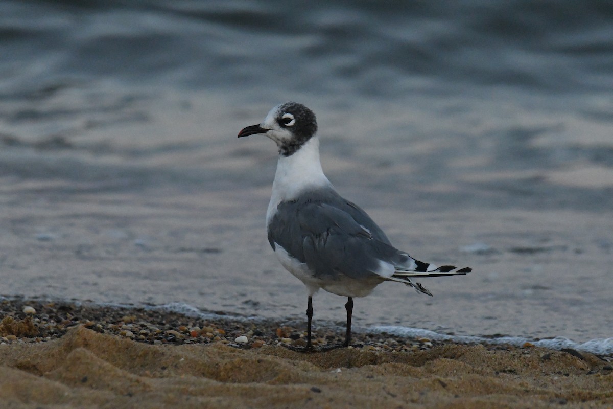 Franklin's Gull - Kyle Gardiner