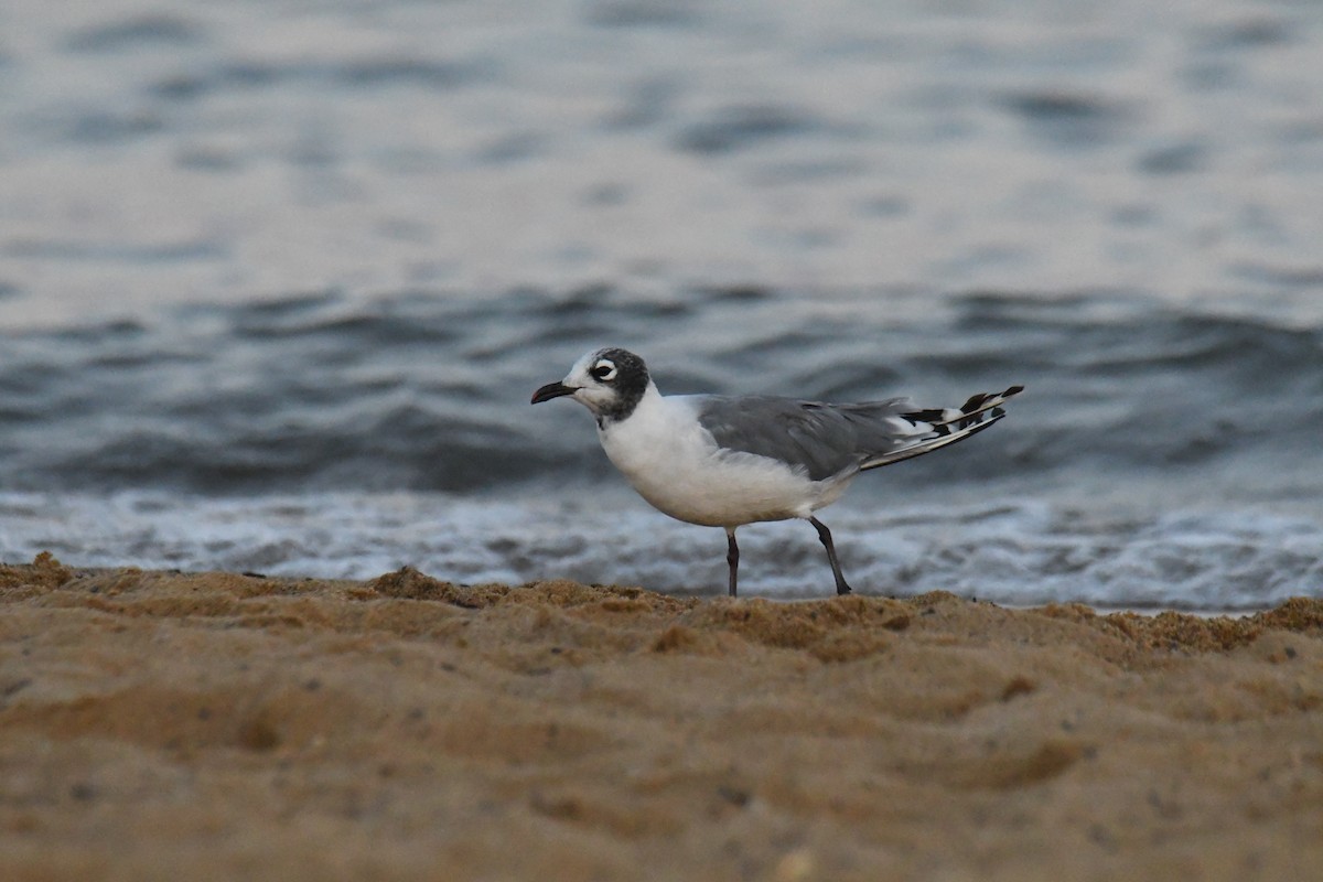 Franklin's Gull - ML620325891