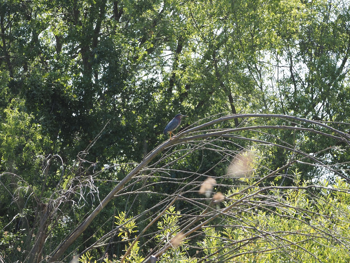 Green Heron - ML620325909