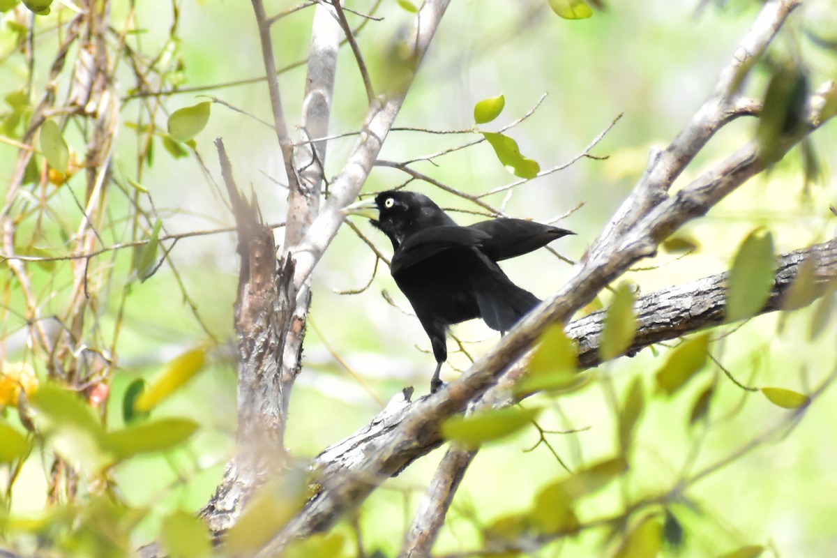 Yellow-billed Cacique - ML620325929