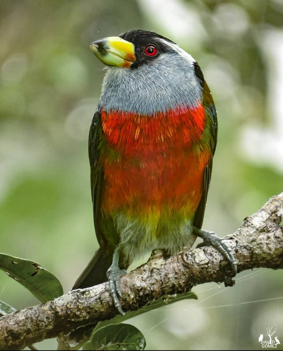 Toucan Barbet - ML620325932