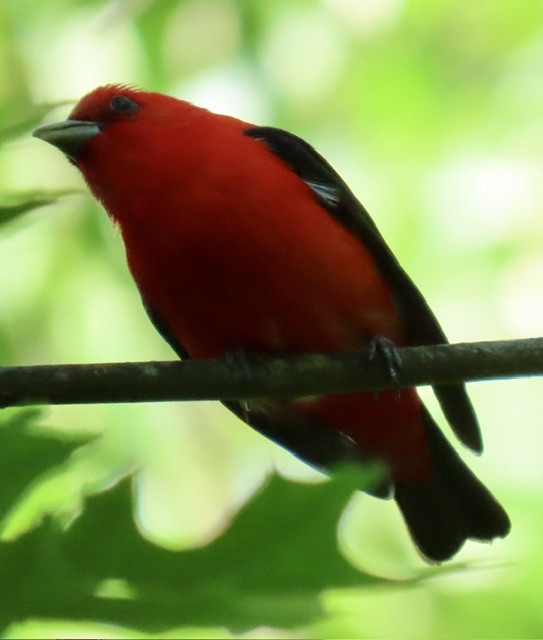 Scarlet Tanager - ML620325945