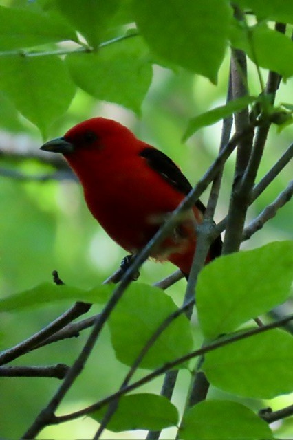 Scarlet Tanager - ML620325946