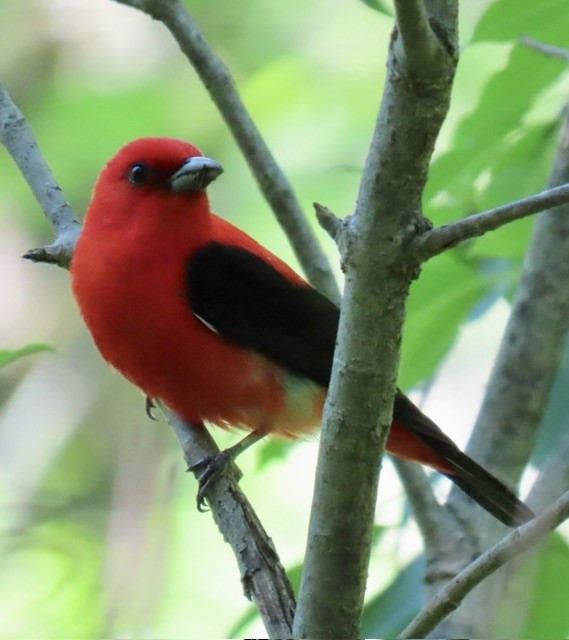 Scarlet Tanager - ML620325947