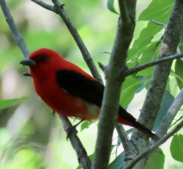 Scarlet Tanager - ML620325948