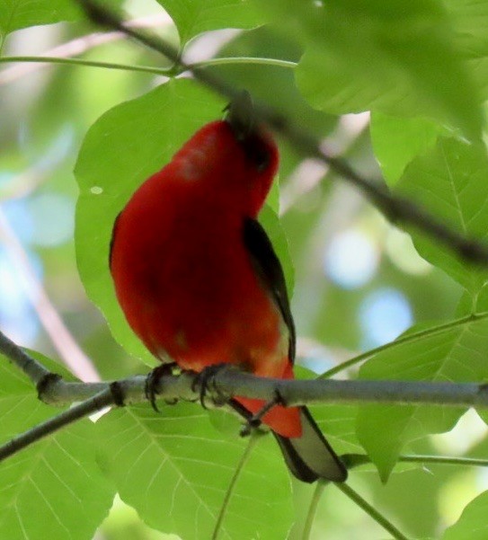 Scarlet Tanager - ML620325949