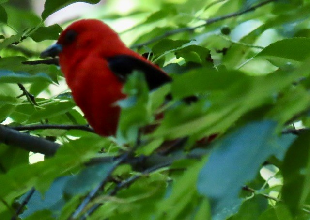 Scarlet Tanager - ML620325950