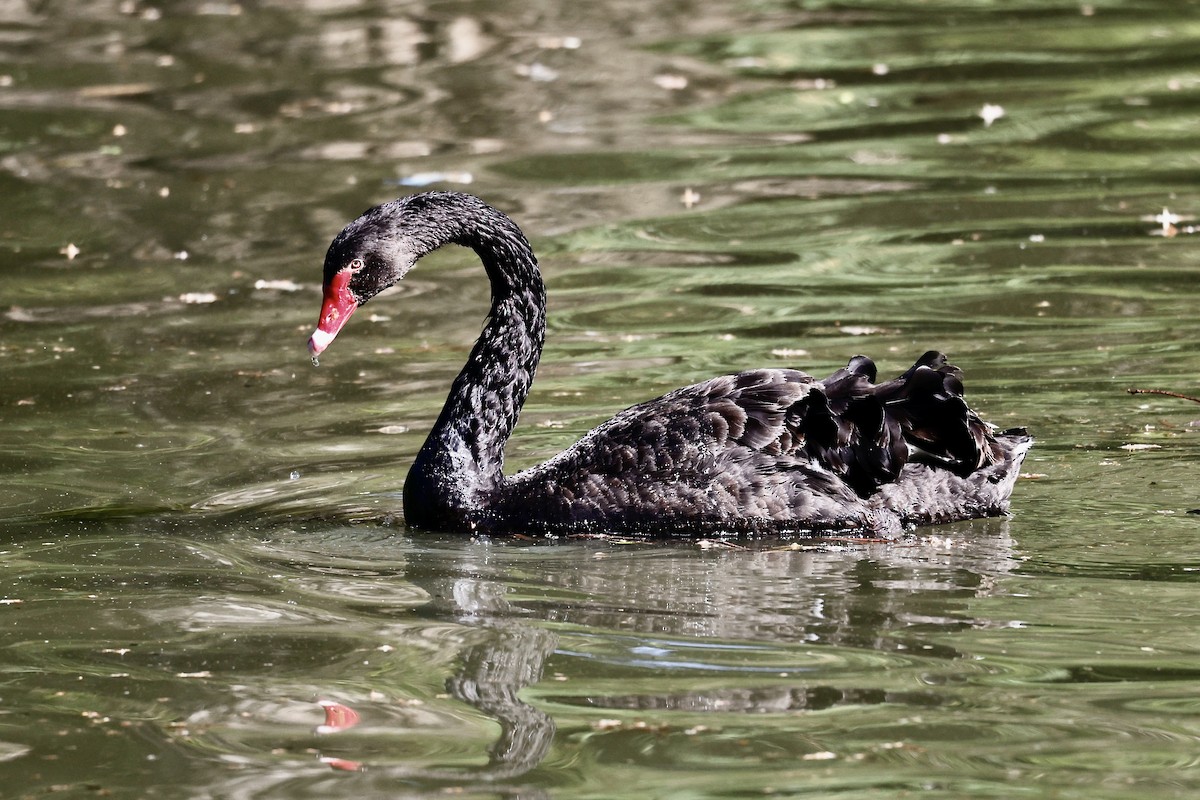 Black Swan - ML620325954