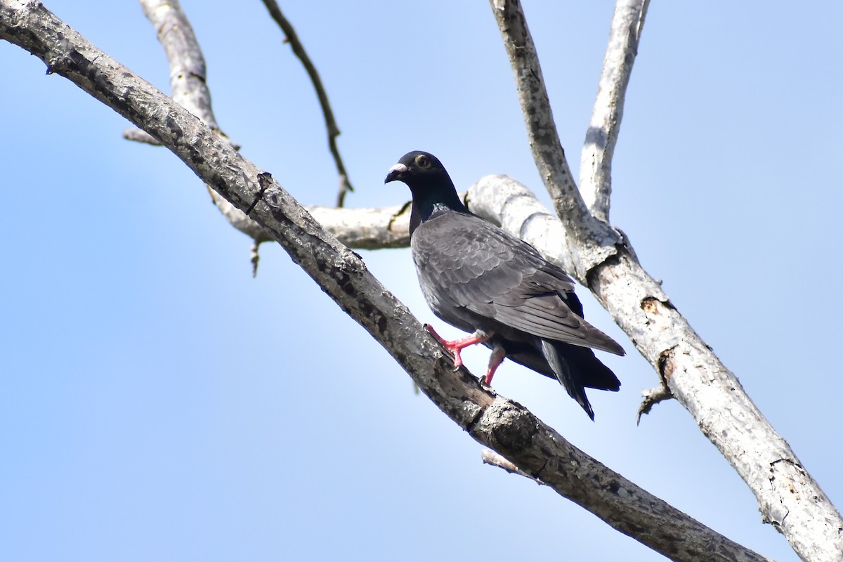 Pigeon à couronne blanche - ML620325959