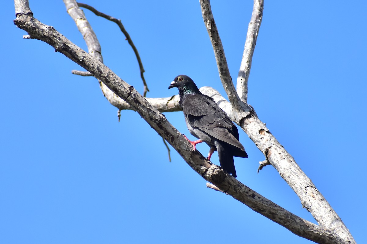 White-crowned Pigeon - ML620325960