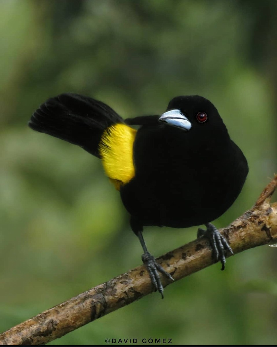 Flame-rumped Tanager - ML620325964