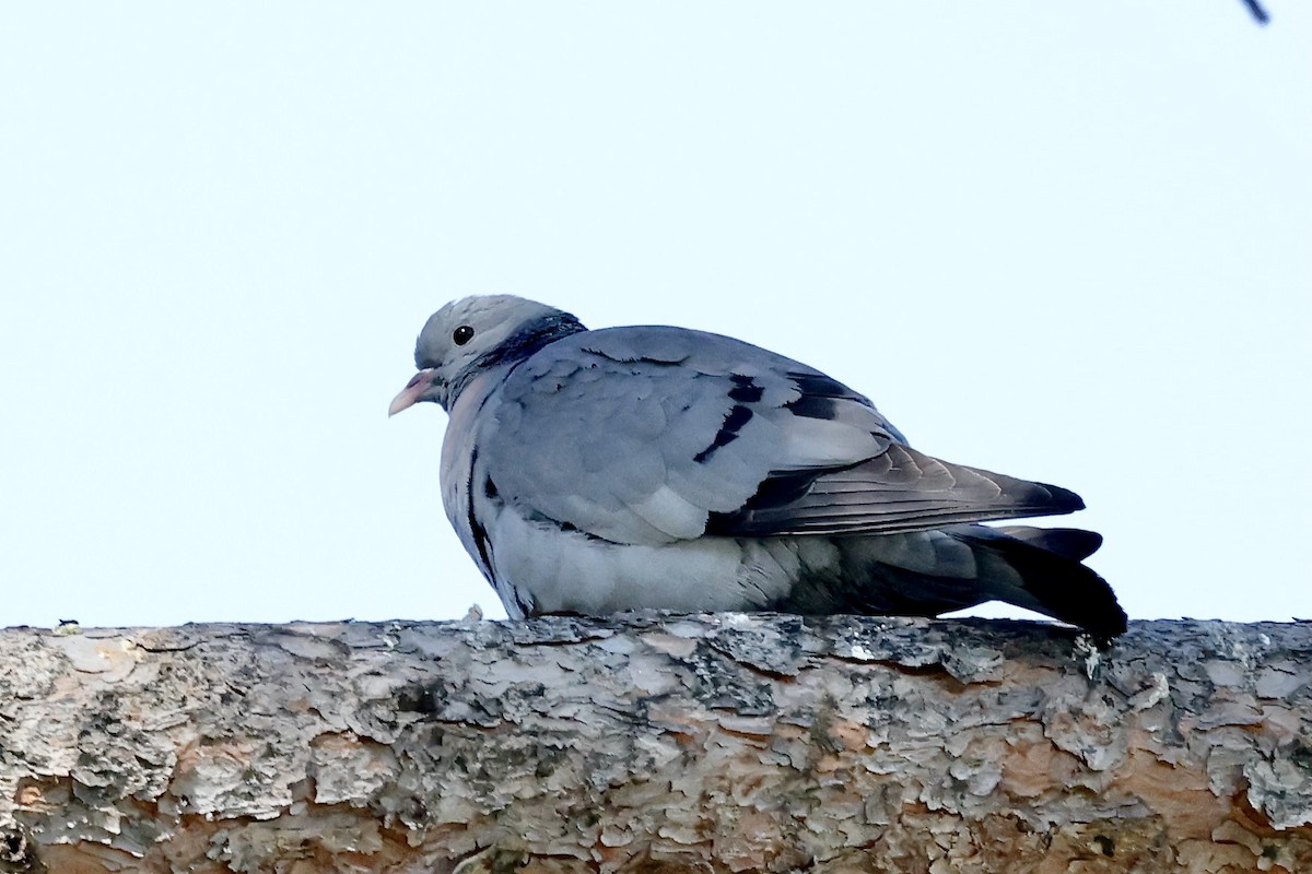 Pigeon colombin - ML620325965