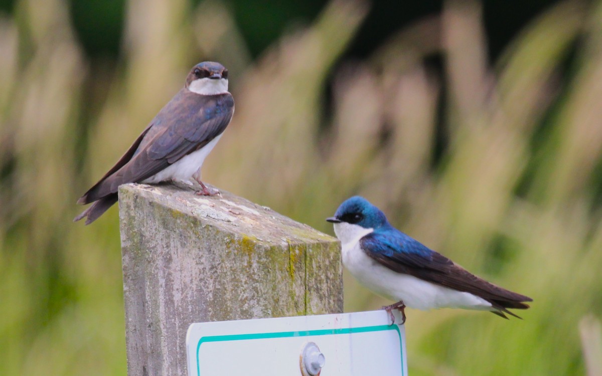 Tree Swallow - ML620325969