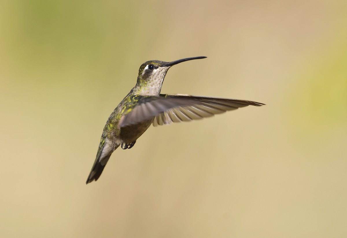 Rivoli's Hummingbird - ML620325973