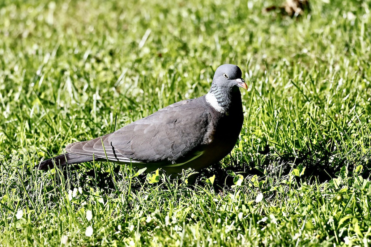 Common Wood-Pigeon - ML620325975