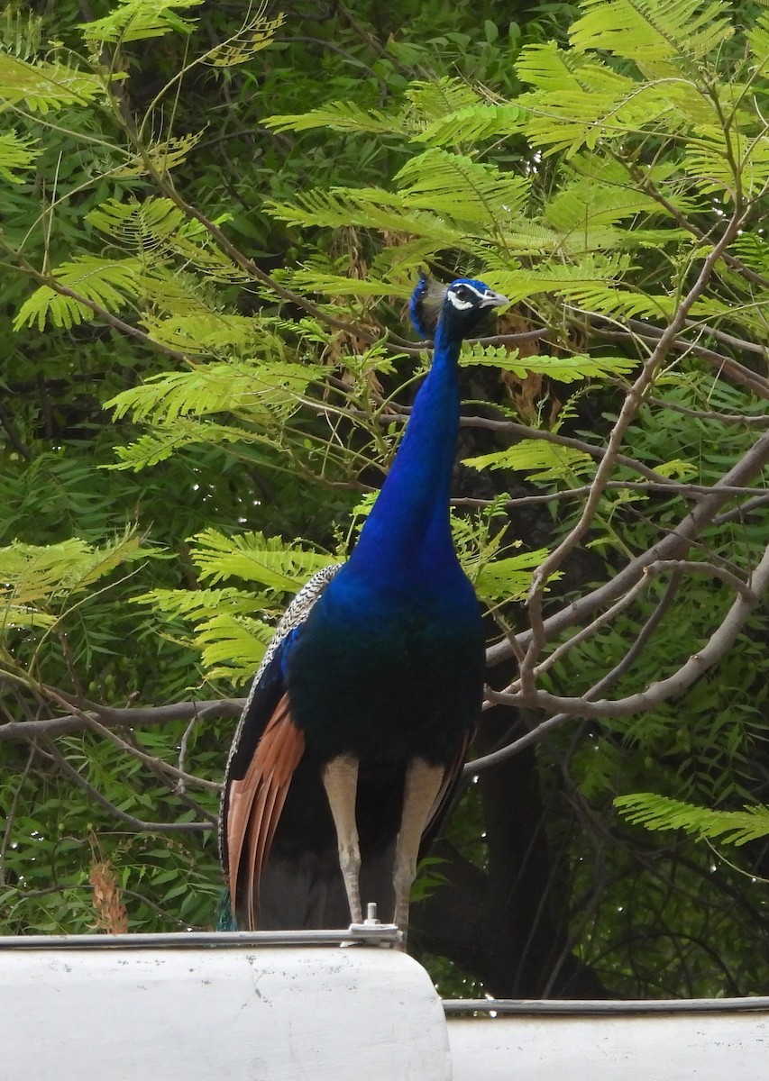 Indian Peafowl - ML620325976